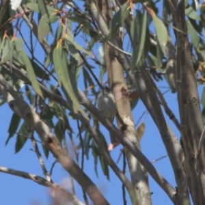 Caligavis chrysops at Mt Holland - 22 Jan 2024 11:03 AM