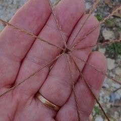 Chloris truncata (Windmill Grass) at Gunning Bush Block - 23 Jan 2024 by JohnS