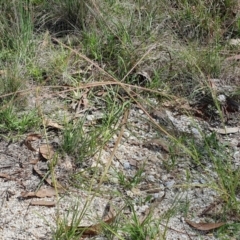 Chloris truncata at Gunning Bush Block - 23 Jan 2024