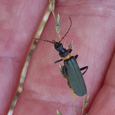 Chauliognathus lugubris (Plague Soldier Beetle) at Gunning, NSW - 22 Jan 2024 by JohnS