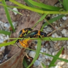 Chauliognathus lugubris at Gunning Bush Block - 23 Jan 2024