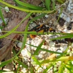 Chauliognathus lugubris at Gunning Bush Block - 23 Jan 2024