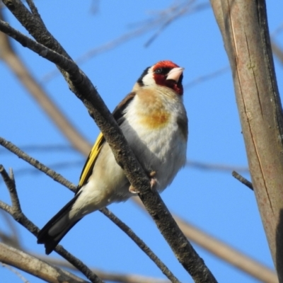 Carduelis carduelis (European Goldfinch) at Burradoo - 22 Jan 2024 by GlossyGal