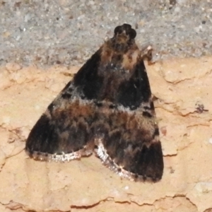 Orthaga thyrisalis at Wanniassa, ACT - 21 Jan 2024 10:21 PM