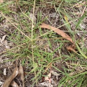 Chloris truncata at Bruce, ACT - 23 Jan 2024