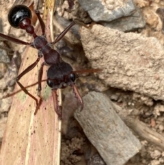 Myrmecia simillima (A Bull Ant) at Flea Bog Flat to Emu Creek Corridor - 23 Jan 2024 by JohnGiacon