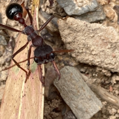 Myrmecia simillima (A Bull Ant) at Bruce, ACT - 23 Jan 2024 by JohnGiacon