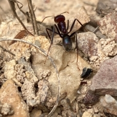 Myrmecia simillima at Flea Bog Flat to Emu Creek Corridor - 23 Jan 2024 11:50 AM