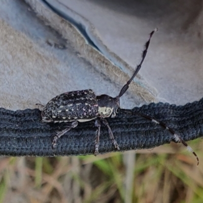 Ancita marginicollis (A longhorn beetle) at Yass River, NSW - 23 Jan 2024 by SenexRugosus