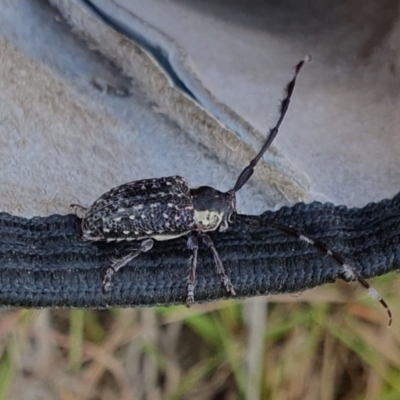 Ancita marginicollis (A longhorn beetle) at Rugosa - 23 Jan 2024 by SenexRugosus
