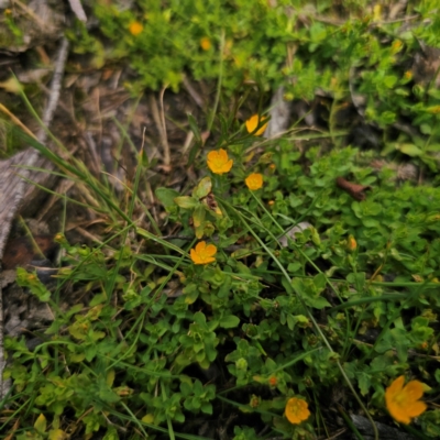 Hypericum japonicum (Creeping St John's Wort) at QPRC LGA - 23 Jan 2024 by Csteele4