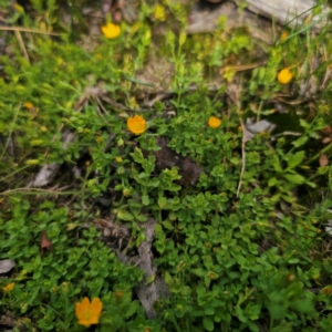 Hypericum japonicum at QPRC LGA - 23 Jan 2024 02:53 PM