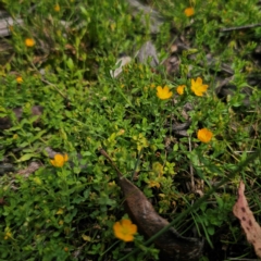 Hypericum japonicum at QPRC LGA - 23 Jan 2024