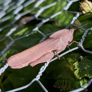 Goniaea australasiae at Rugosa - 23 Jan 2024