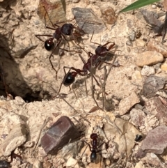 Iridomyrmex purpureus (Meat Ant) at Flea Bog Flat to Emu Creek Corridor - 23 Jan 2024 by JohnGiacon