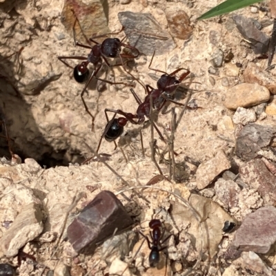 Iridomyrmex purpureus (Meat Ant) at Bruce, ACT - 23 Jan 2024 by JohnGiacon