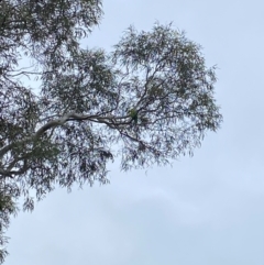 Polytelis swainsonii (Superb Parrot) at Wanniassa, ACT - 15 Jan 2024 by Jenjen