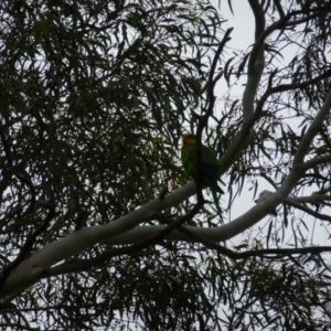 Polytelis swainsonii at Wanniassa, ACT - 16 Jan 2024