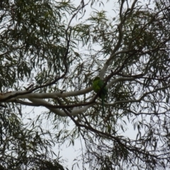 Polytelis swainsonii at Wanniassa, ACT - 16 Jan 2024