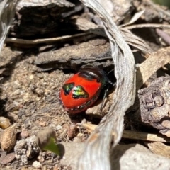 Choerocoris paganus (Ground shield bug) at Wanniassa, ACT - 23 Jan 2024 by Jenjen