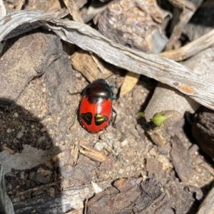 Choerocoris paganus at Wanniassa, ACT - 23 Jan 2024 01:19 PM