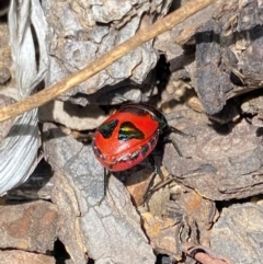 Choerocoris paganus at Wanniassa, ACT - 23 Jan 2024 01:19 PM