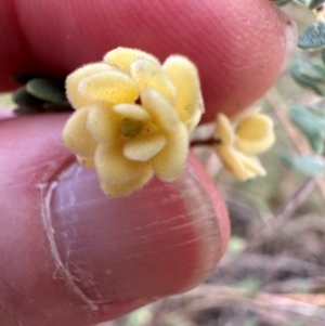 Brachyloma daphnoides at Aranda, ACT - 23 Jan 2024