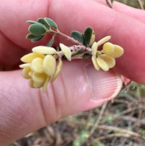 Brachyloma daphnoides at Aranda, ACT - 23 Jan 2024