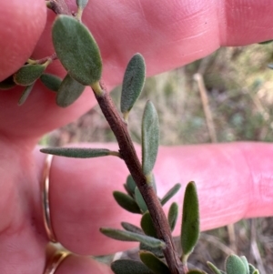 Brachyloma daphnoides at Aranda, ACT - 23 Jan 2024