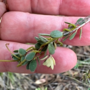 Brachyloma daphnoides at Aranda, ACT - 23 Jan 2024