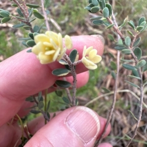 Brachyloma daphnoides at Aranda, ACT - 23 Jan 2024