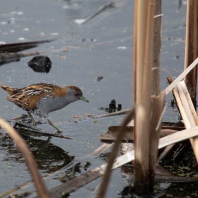 Zapornia pusilla (Baillon's Crake) at Fyshwick, ACT - 22 Jan 2024 by Dalice