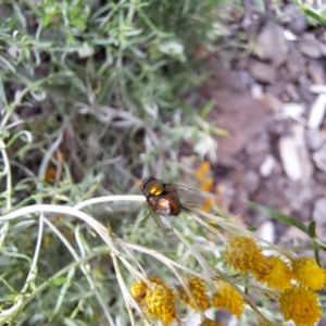 Lucilia sp. (genus) at Watson, ACT - 22 Jan 2024