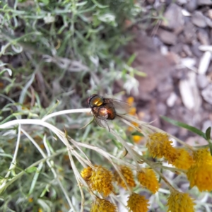 Lucilia sp. (genus) at Watson, ACT - 22 Jan 2024