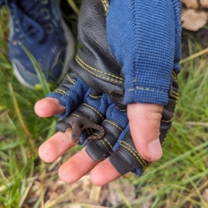 Christinus marmoratus at Watson, ACT - suppressed