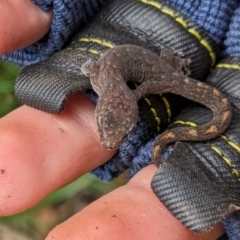 Christinus marmoratus at Watson, ACT - suppressed