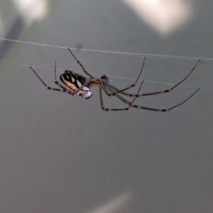 Leucauge dromedaria at Watson, ACT - suppressed