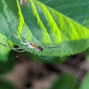 Leucauge dromedaria at Watson, ACT - suppressed