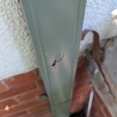 Leucauge dromedaria at Watson, ACT - suppressed