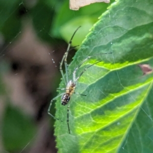 Leucauge dromedaria at Watson, ACT - suppressed