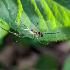 Leucauge dromedaria at Watson, ACT - suppressed