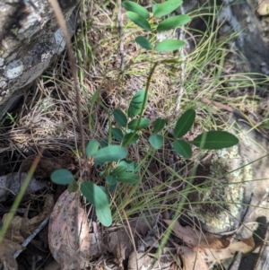 Indigofera australis subsp. australis at Micalong Gorge - 21 Jan 2024 01:44 PM