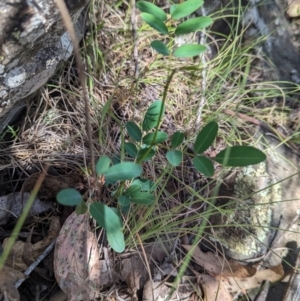 Indigofera australis subsp. australis at Micalong Gorge - 21 Jan 2024