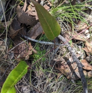 Hardenbergia violacea at Micalong Gorge - 21 Jan 2024