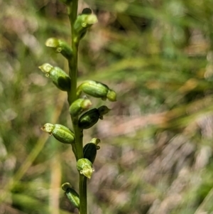 Microtis sp. at Micalong Gorge - suppressed