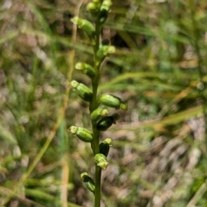 Microtis sp. at Micalong Gorge - 21 Jan 2024