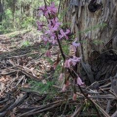 Dipodium roseum (Rosy Hyacinth Orchid) at Micalong Gorge - 21 Jan 2024 by Wildlifewarrior80