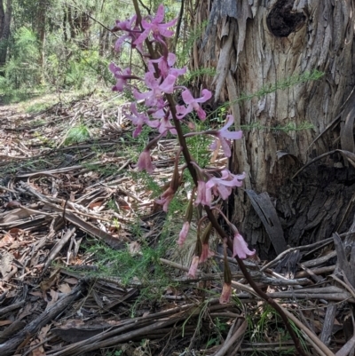 Dipodium roseum (Rosy Hyacinth Orchid) at Micalong Gorge - 21 Jan 2024 by Wildlifewarrior80