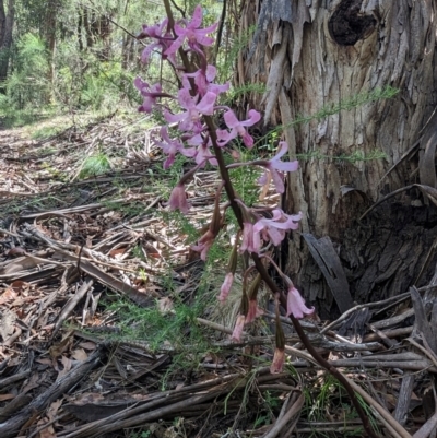 Dipodium roseum (Rosy Hyacinth Orchid) at Micalong Gorge - 21 Jan 2024 by brettguy80