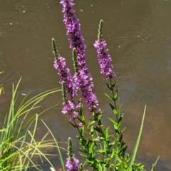 Lythrum salicaria (Purple Loosestrife) at Micalong Gorge - 21 Jan 2024 by Wildlifewarrior80